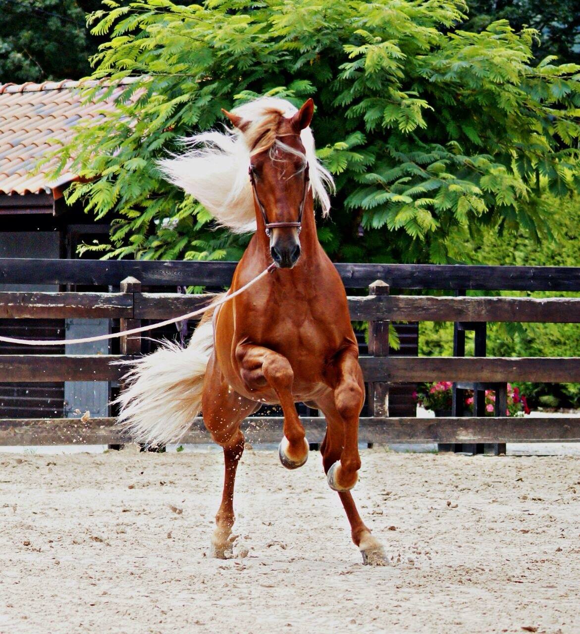 Andalusian Horses For Sale